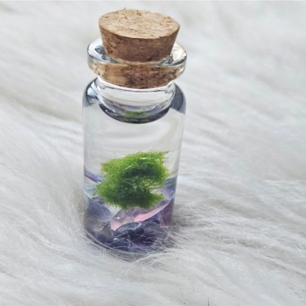 Marimo Moss Ball In Jar - Picture 2 of 3